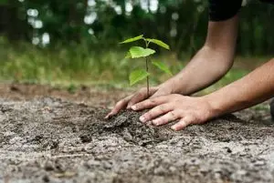 Reforestación de arboles